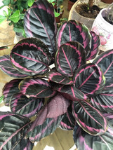 25+ Seeds Edgy Pink Calathea Couture Flower - £6.94 GBP