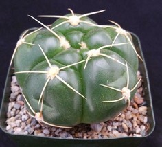 Live Plant Gymnocalycium horstii Cactus Cacti Succulent Real  - £38.00 GBP