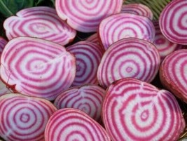 Chioggia Beet Seeds 100+ Survival Garden Grow Healthy Vegetables - £7.83 GBP