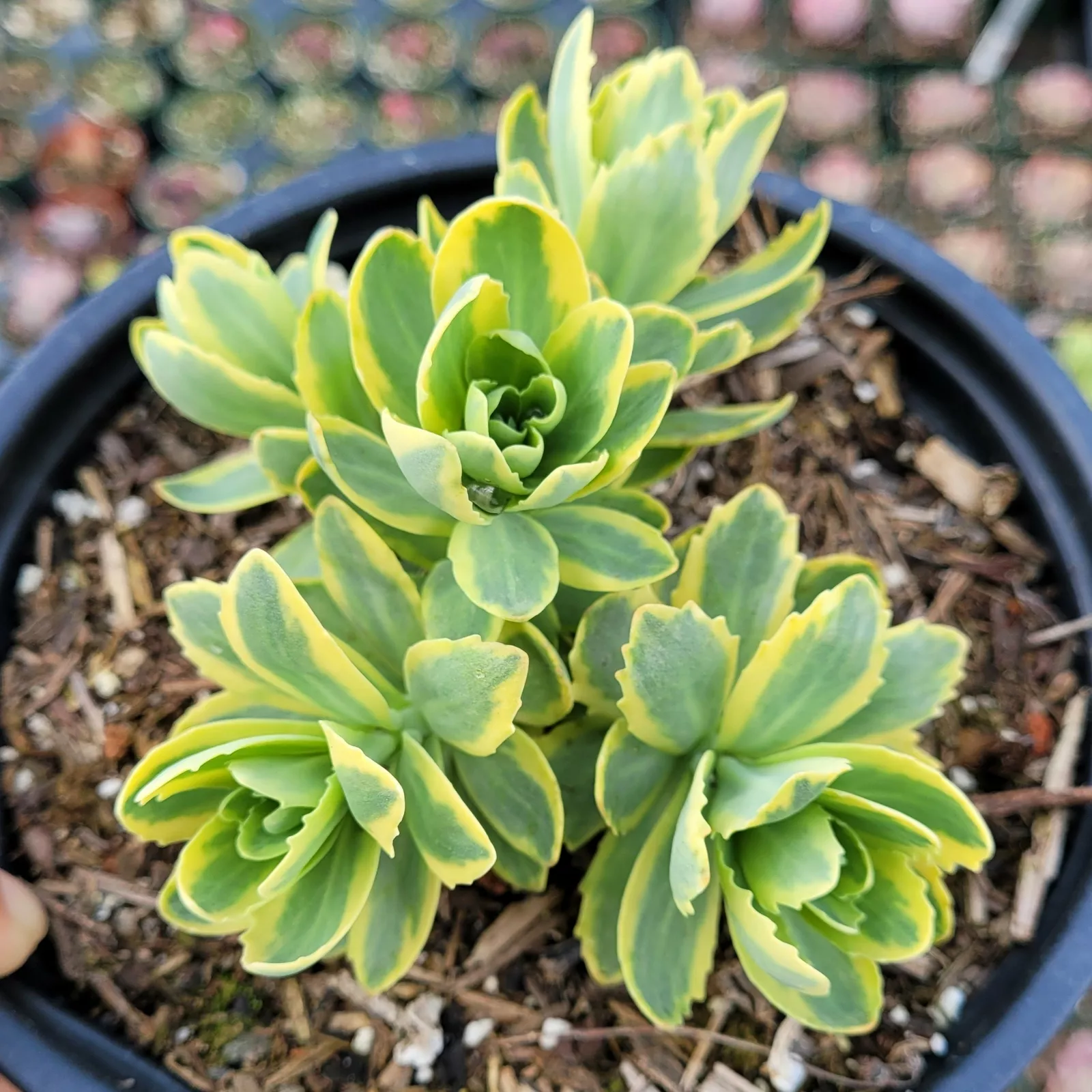Sedum alboroseum &#39;Mediovariegatum&#39; Variegated Succulent Plant - $14.18