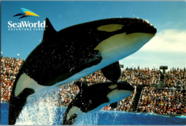 Postcard Florida SeaWorld Two Orca Killer Whales Jumping in Unison 6 x 4&quot; - £3.52 GBP