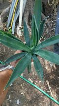Live Plant  - Agave dasylirioides live plant 11''-15'' - Outdoor Living - $80.99