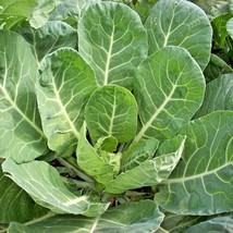 601 Champion Collard Greens Seeds Vegetable Garden Patio Spring Fall Con... - $11.98