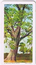Brooke Bond Red Rose Tea Card #42 Manitoba Maple Trees Of North America - $0.98