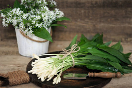 10 Ramsons / Wild Bear Garlic Allium Ursinum Vegetable Herb White Flower Seeds F - $8.00