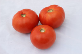 New Fresh 50 Seeds Dixie Red Tomato Juicy Tomatoe Vegetable Garden - $7.00
