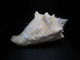 Juvenile conch from the upper Pleistocene (Enemian) shell decor aquarium - £107.87 GBP