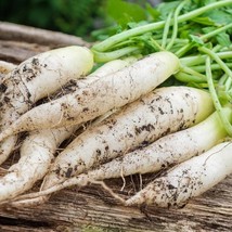 Radish Seeds For Planting White Icicle Radish Seed Packets With Instruct... - £6.57 GBP