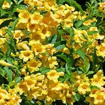 Fast Ship USA Seller Tecoma Stans Yellow Bells Ginger Thomas Esperanza 10 Seeds - £16.73 GBP