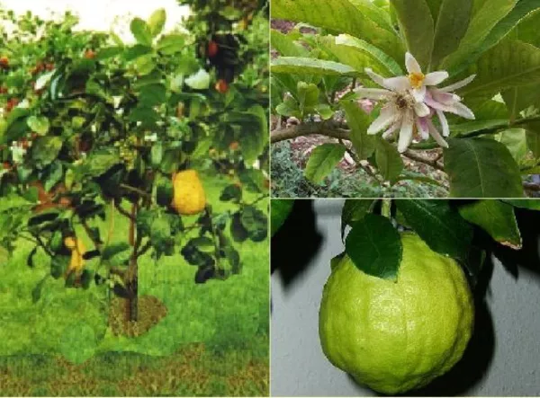 Citron Citrus Medica Organic Fragrant Heirloom 5 Seeds Fresh Garden Beautiful - £10.31 GBP