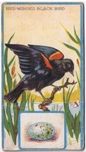 Cowan Co Toronto Bird Card Red Winged Black Bird  Canadian Series Coupon Removed - $4.94