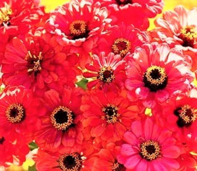 Beautiful Zinnia Seeds Salmon Queen Non-Gmo 100 Seeds Fast Shipping - $7.99