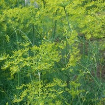 Seeds 500 Dill Mammoth Long Island Anethum Graveolens Herb Spice Grow Easy - £5.68 GBP