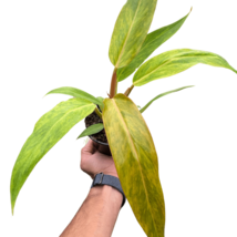 Philodendron 'Orange Marmalade'-2" Pot - $1,104.38 MXN