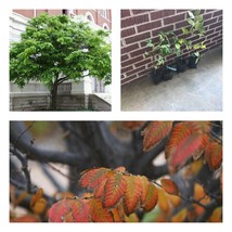 12-15&quot; Tall Live Plant 4&quot; Pot American Hornbeam Tree Carpinus caroliniana - £62.82 GBP