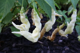 Aji White Lightning Bolt Peppers Garden Vegetables Edible 25 seeds - £7.33 GBP