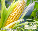 30 Seeds Trucker&#39;s Favorite Yellow Corn Non-Gmo - $10.10