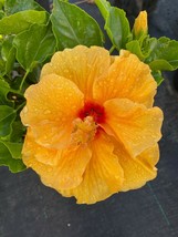 Exotic Hybrid Mango Yellow Hibiscus Starter Live Plant 3 To 5 Inches Tall - £23.16 GBP