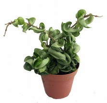 4&quot; Pot Hindu Indian Rope Live Plant Hoya Exotic Easy Blooming Size Extra Long - £53.19 GBP