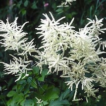 100 Pcs White Noble Aruncus Goat&#39;s Beard Flower Seeds #MNSS - £11.79 GBP