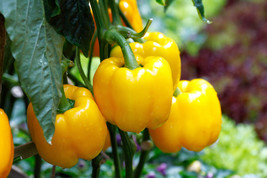 20 Organic Yellow MINI BELL PEPPER Sweet Mild Miniature Capsicum Vegetable Seeds - $13.60