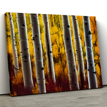 Aspen Trees in a Forest 11, Coconino National Forest, Arizona 1,Canvas Wall Art - £28.31 GBP+