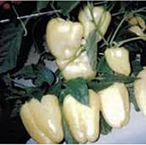 PM Hungarian Sunshine II Sweet Peppers Seeds (20+ Seeds) | Non GMO | Veg... - $3.98