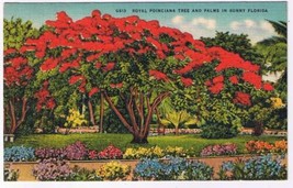 Postcard Royal Poinciana Tree &amp; Palms In Sunny Florida - £2.32 GBP
