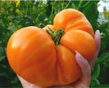 10 Seeds Amana Orange Tomato Seeds Heirloom Organic Non Gmo Fresh Rare F... - £7.20 GBP