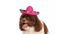 Rubie&#39;s Pet Shop Boutique  Pink Sombrero Dog Hat Size M/L - £12.73 GBP
