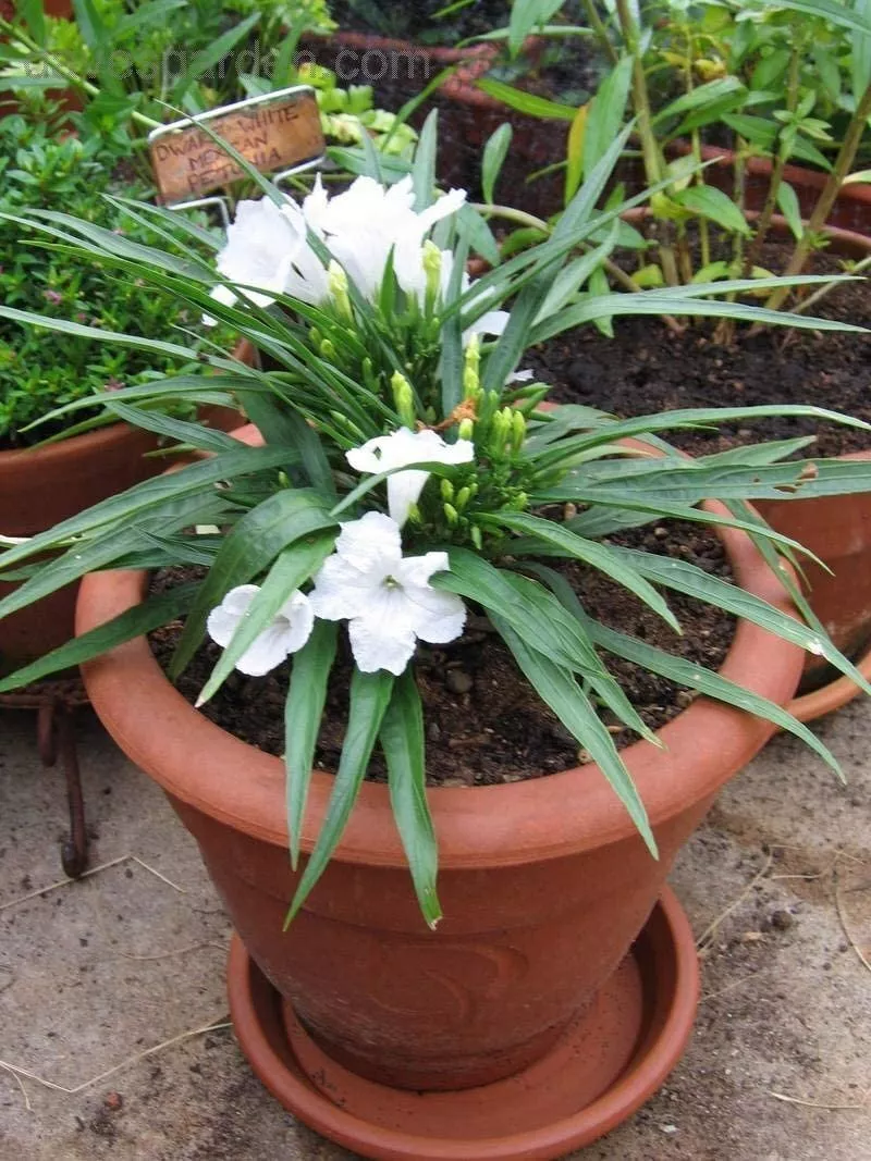 Dwarf Mexican Petunia White 10 plant - £55.76 GBP