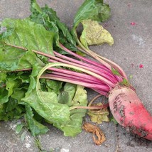 Fresh New 500 Beets mammoth red mangel seeds #131 - £12.89 GBP