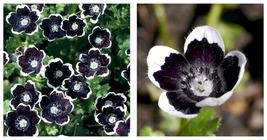 100 Penny Black Nemophila Seeds, Gothic Garden, Nemophila discoidalis - $27.99