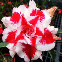 Heirloom &#39;Five Stars&#39; Double Adenium Desert Rose Seeds 2pcs _Tera store - £3.13 GBP