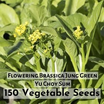 150 Seeds Flowering Brassica Jung Green - $7.98