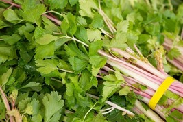 50 Seeds Pink Celery Chinese Apium Graveolens Heirloom Non GMO - £15.52 GBP