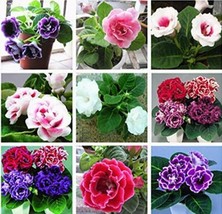 100 Seeds Gloxinia Plant Seeds Mixed Purple White Pink Ect 9 Colors Garden - £4.80 GBP