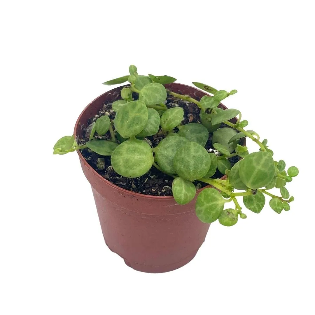 String of Turtles Peperomia Prostrata Vining Plant Live Tiny Mini Pixie Plant - £27.71 GBP