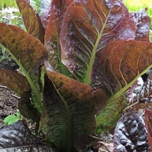 Fresh Seeds USA Seller Super Red Romaine Lettuce Seeds - £3.71 GBP