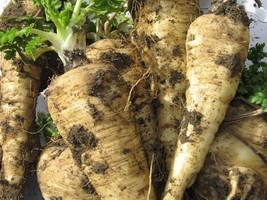 HGBO 200 Seeds Parsnip Seeds All American Parsnip Seedspastinaca Sativaa From US - £6.80 GBP