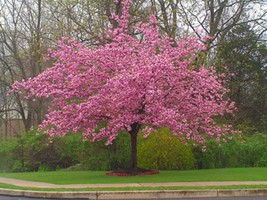 5 Stella Cherry Tree Seeds Flowering Japanese Ornamental Gardn Pink Frag... - $163.98 MXN