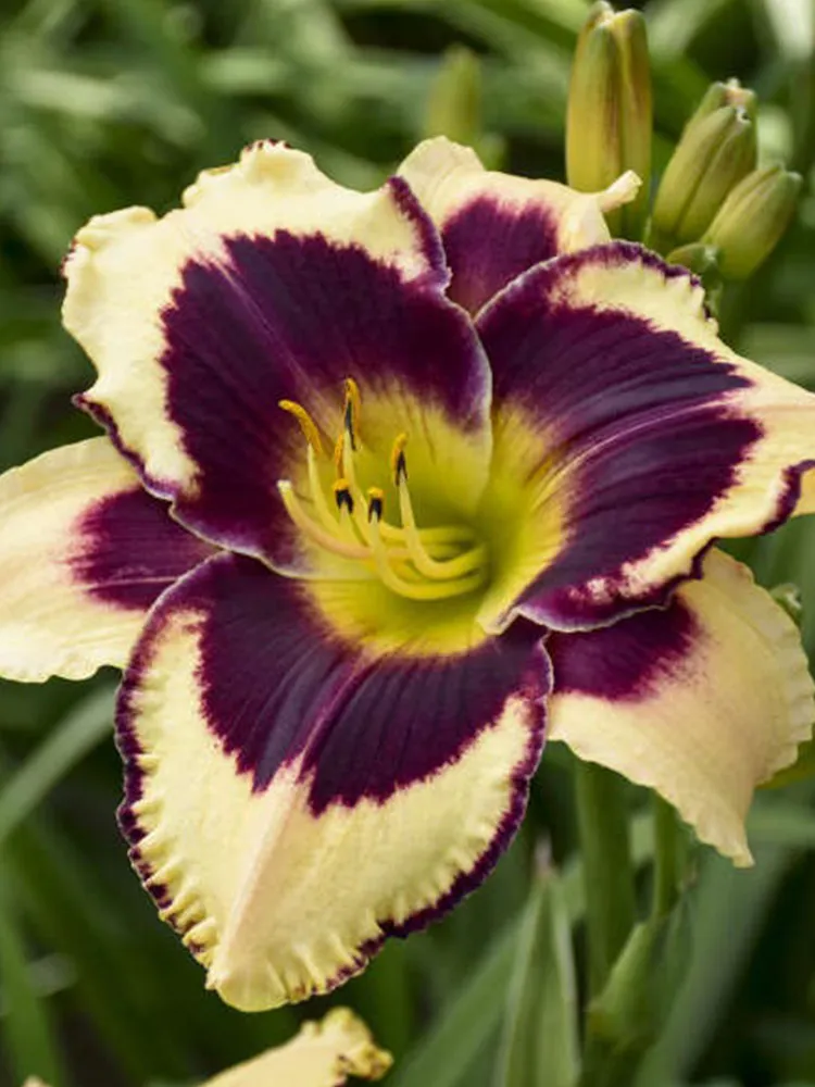 fresh Hemerocallis &#39;Inkheart&#39; - $11.46