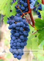 100 Seeds Cabernet Sauvignon Grape Seed Hardy Plant Seedling #Nf470 Garden USA S - $20.00