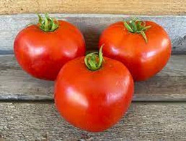 PPA 50 Seeds Mountain Delight Tomato Tomatoe Vegetable Garden Edible Canning - £3.61 GBP