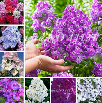 New Fresh Imported Phlox Flower Bonsai Outdoor Rainbow Exotic Phlox Flower Drumm - £4.25 GBP