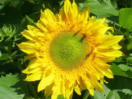 Sunflower Astra Gold, 10 Seeds R - £14.66 GBP