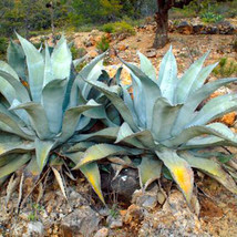 NEW 10pcs Agave americana Succulents Garden Plants - Seeds* Easy To grow - £14.89 GBP