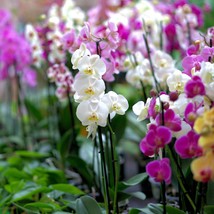 Vibrant Orchid Seed Assortment - Over 1000 Mixed Seeds, Grow Your Own Lush Orchi - £6.08 GBP