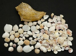 Vintage Seashells Large Lot of Sea Shells Aquarium Home Decor Mix Sizes - £13.75 GBP