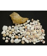 Vintage Seashells Large Lot of Sea Shells Aquarium Home Decor Mix Sizes - £13.79 GBP